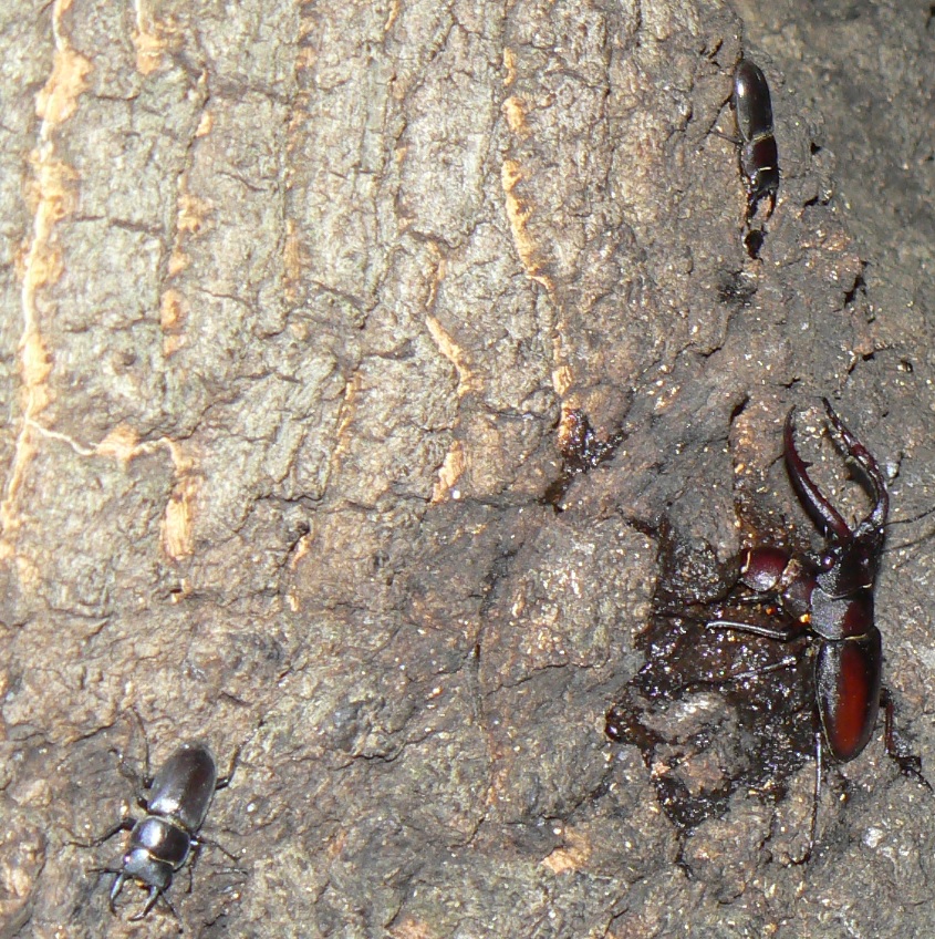 大木クヌギ_目線右_ノコギリクワガタペア、コクワガタ1♂、ヒラタクワガタ1♂_2021年6月28日20時20分頃 気温25度